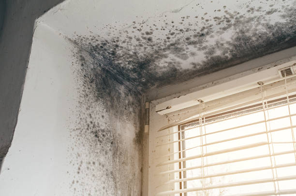 Affordable Basement Mold Removal solutions in Ocean Grove, NJ